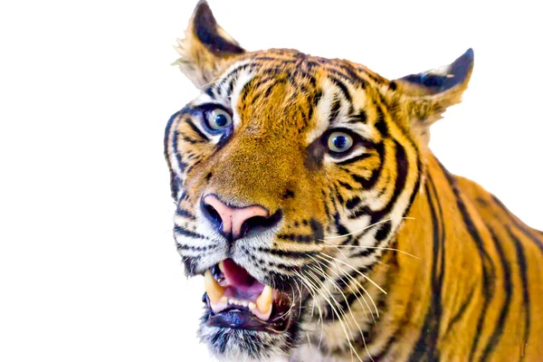 Τίγρη, πορτρέτο της τίγρη της Βεγγάλης. — Φωτογραφία Αρχείου