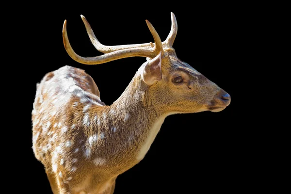 Cute spotted fallow deer isolated on white — Stock Photo, Image