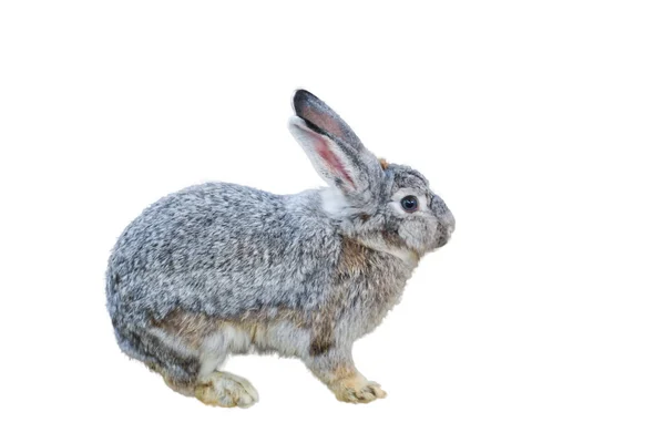 Кролик сидит на белом фоне — стоковое фото