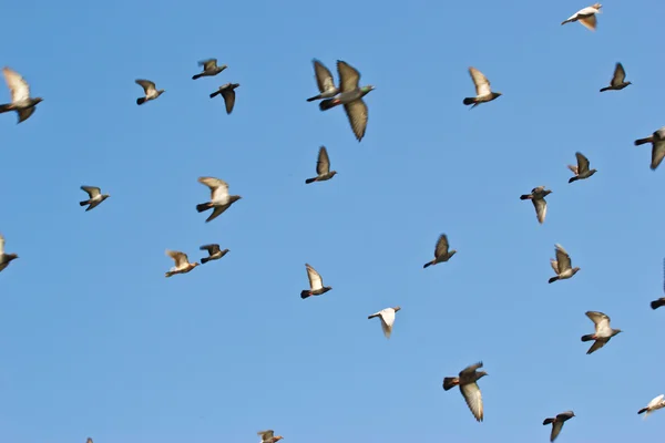 Colombe (piccioni) che volano in un cielo blu — Foto Stock