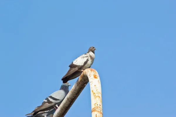 Dove — Stock Photo, Image