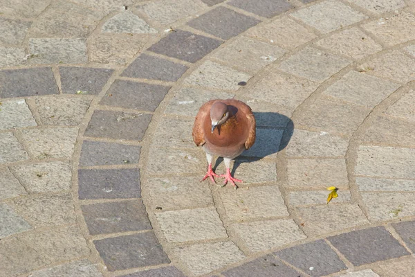 Dove in garden — Stock Photo, Image