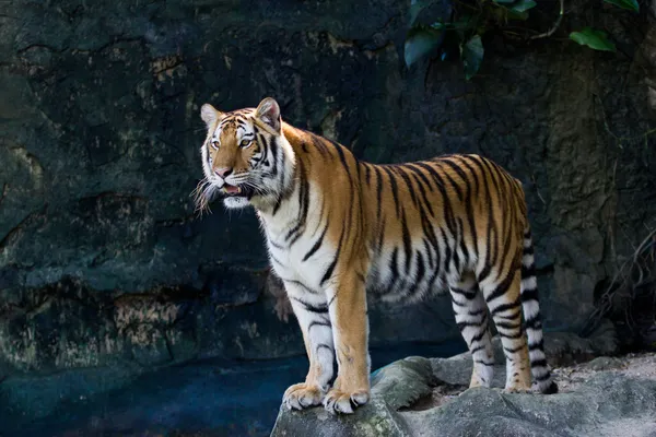 Retrato de Amur Tigers — Fotografia de Stock