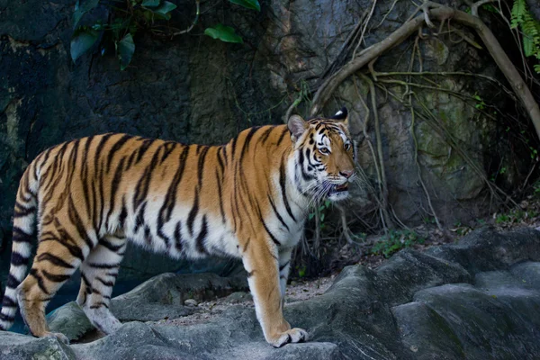 Porträt amur tigers — Stockfoto