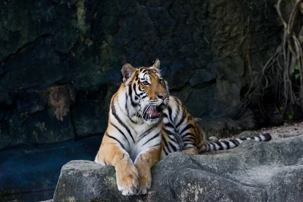 Röd vuxen tiger har en vila i en djurpark. — Stockfoto