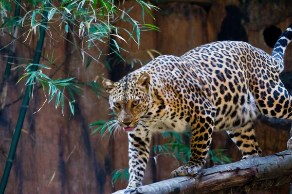 Retrato de leopardo — Foto de Stock