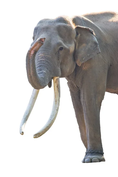 Азия слон юго-восточной Азии Таиланд — стоковое фото