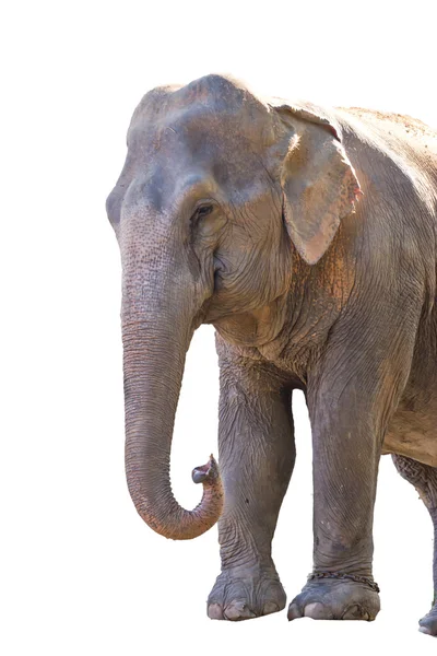 Азиатский слон в Таиланде — стоковое фото