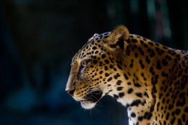 leopar portre