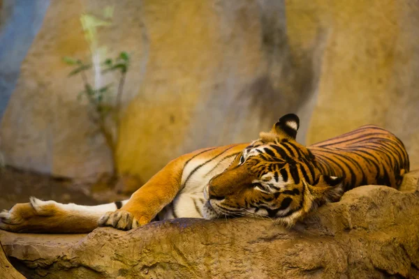 Red adult tiger has a rest in a zoo. — Stock Photo, Image