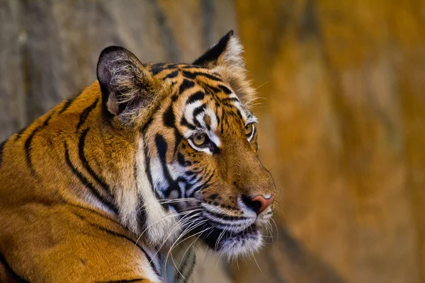 Портрет амурских тигров — стоковое фото