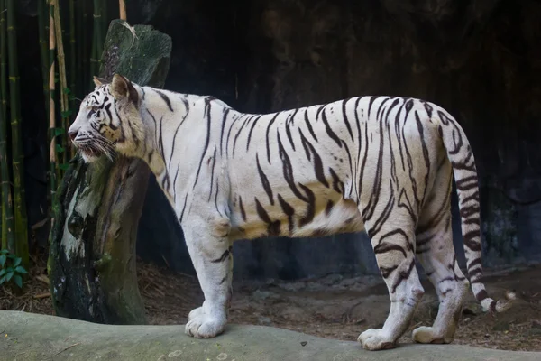 Bílý tygr v zoo, Thajsko — Stock fotografie