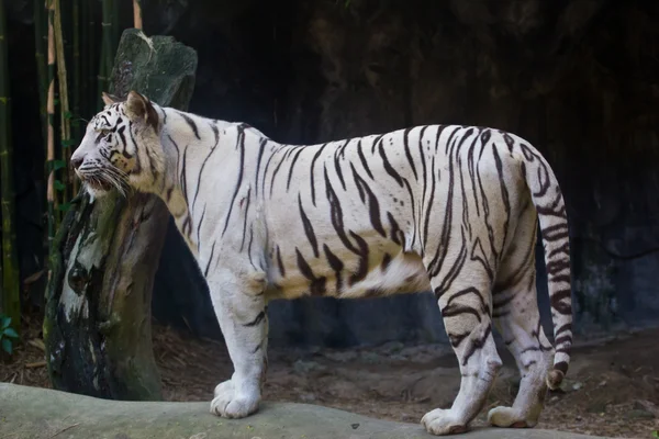 Tigre branco no zoológico, Tailândia — Fotografia de Stock