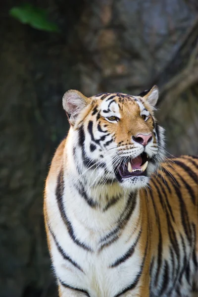 Porträt amur tigers — Stockfoto