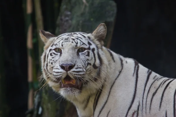 Vit tiger i zoo, thailand — Stockfoto