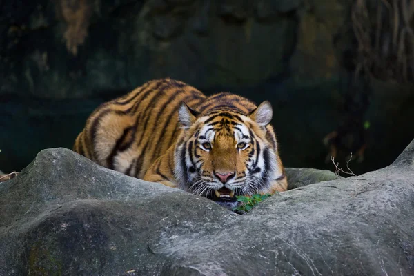 Czerwony dorosły Tygrys ma odpoczynku w ogrodzie zoologicznym. — Zdjęcie stockowe
