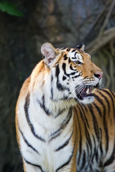 Porträtt av amur tigers — Stockfoto