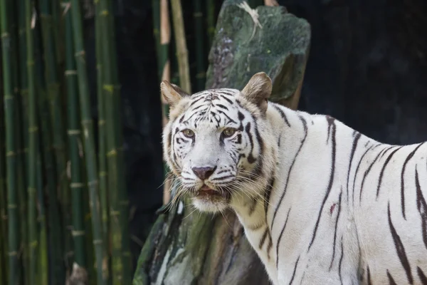 White tiger in zoo, Thailand Stock Photo