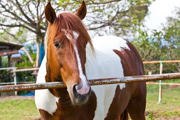 Horse at thailand — Stock Photo, Image