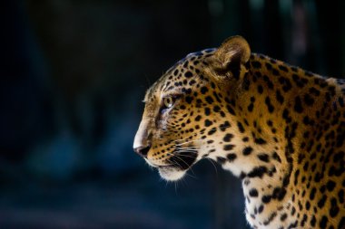leopar portre