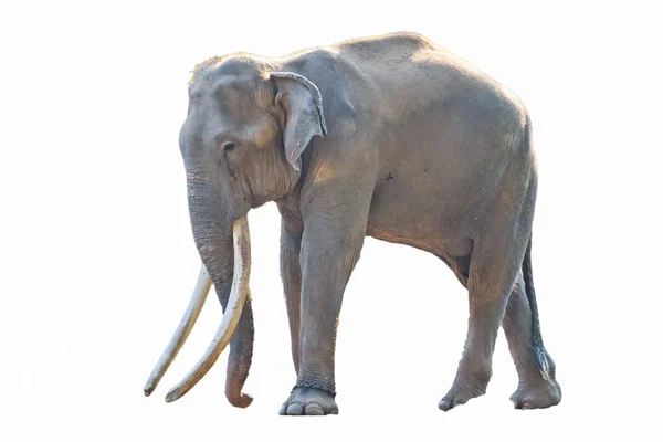 Ásia elefante sudeste Ásia Tailândia — Fotografia de Stock