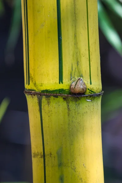 Bambú, fondo en Tailandia — Foto de Stock