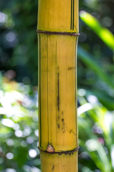 Bambus, pozadí v Thajsku — Stock fotografie