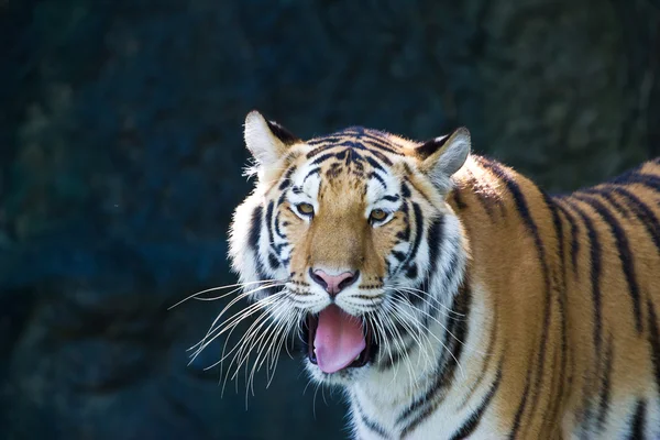 Porträtt av amur tigers — Stockfoto