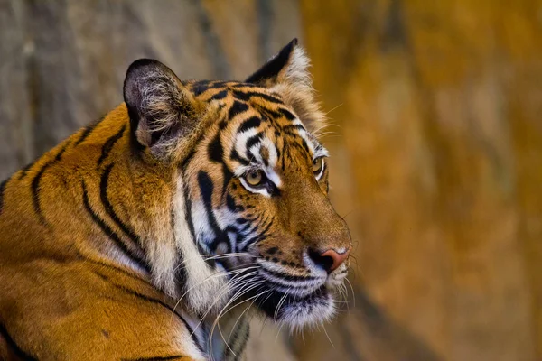 Retrato de Amur Tigers — Fotografia de Stock