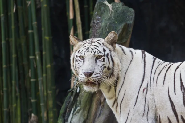 White tiger in zoo, Thailand Royalty Free Stock Images