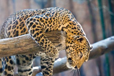 leopar portre