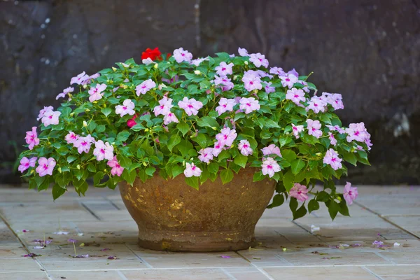 ポットの花 — ストック写真