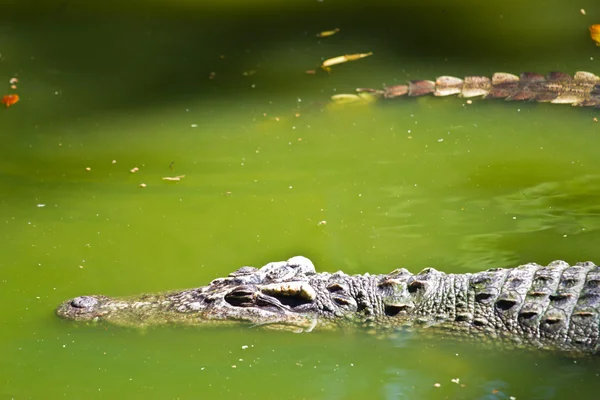 Faune crocodile bouche ouverte isolé sur fond blanc — Photo