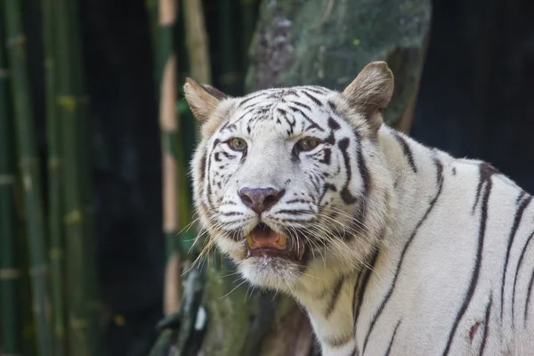 Biały tygrys w zoo, Tajlandia — Zdjęcie stockowe