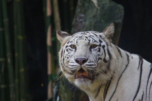 White tiger in zoo, Thailand — Stock Photo, Image