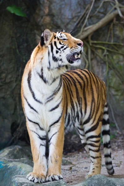 Портрет амурских тигров — стоковое фото
