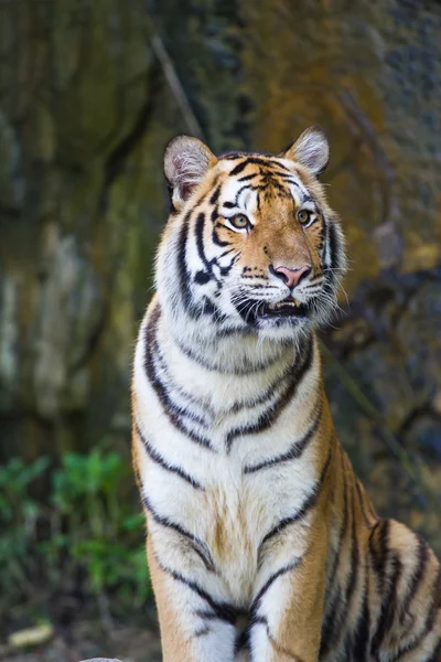 Porträtt av amur tigers — Stockfoto