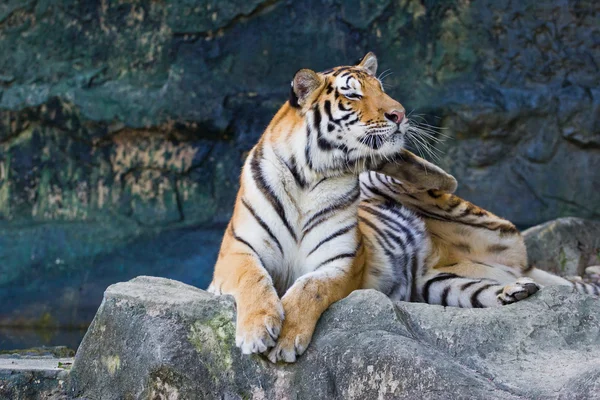 Red adult tiger has a rest in a zoo. — Stock Photo, Image