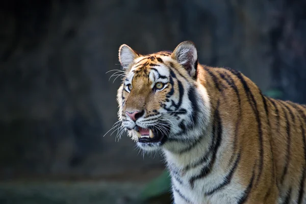 Amur Kaplanları portresi — Stok fotoğraf