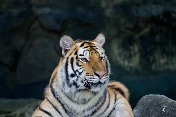 Röd vuxen tiger har en vila i en djurpark. — Stockfoto