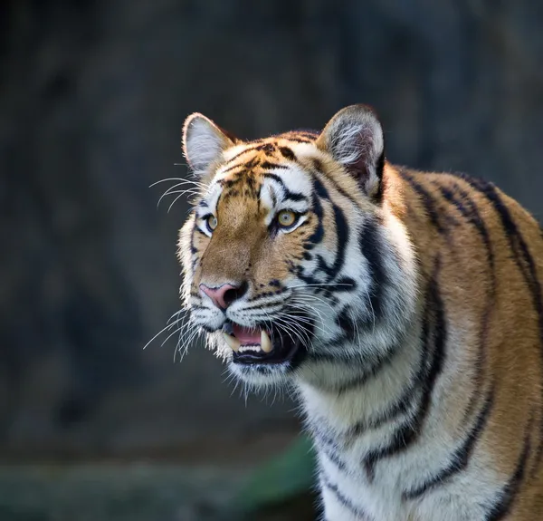Portret amur tygrysy — Zdjęcie stockowe