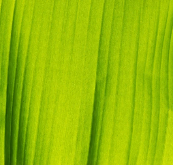 Grüne Bananenblatt Hintergrund abstrakt — Stockfoto
