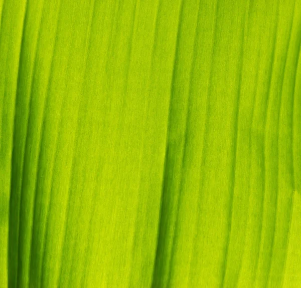 Verde banana foglia sfondo astratto — Foto Stock