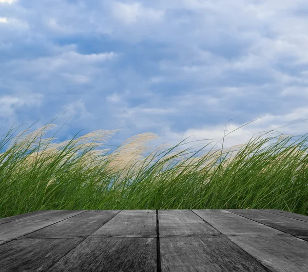 Gras en bewolkte hemel — Stockfoto