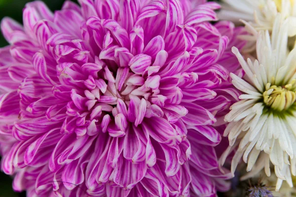 Dahlia bloem — Stockfoto