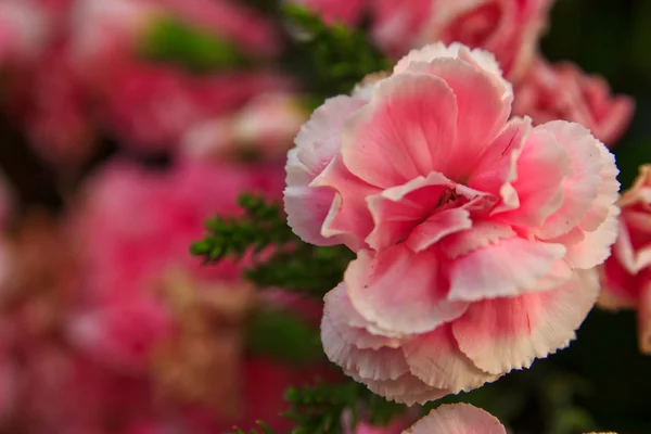 Pink flowers in a vase — Stock Photo, Image