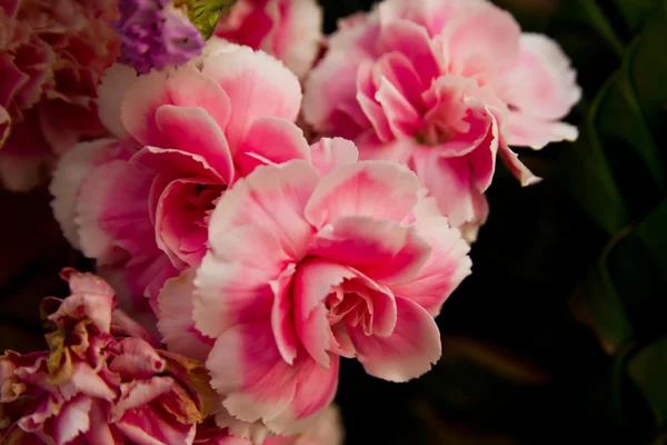 Fiori rosa in un vaso — Foto Stock