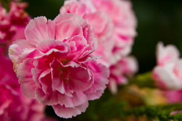 Pink flowers in a vase — Stock Photo, Image