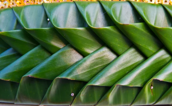Fondo de decoración de hojas verdes, Tailandia . — Foto de Stock