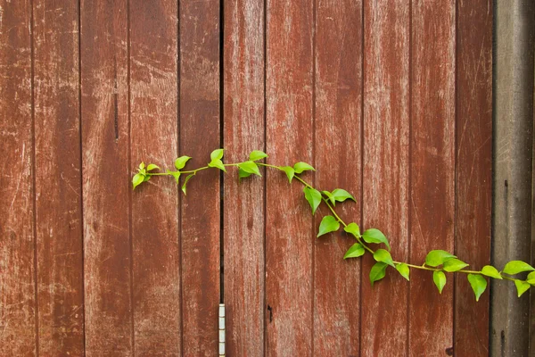 Abstract grunge wood texture background — Stock Photo, Image